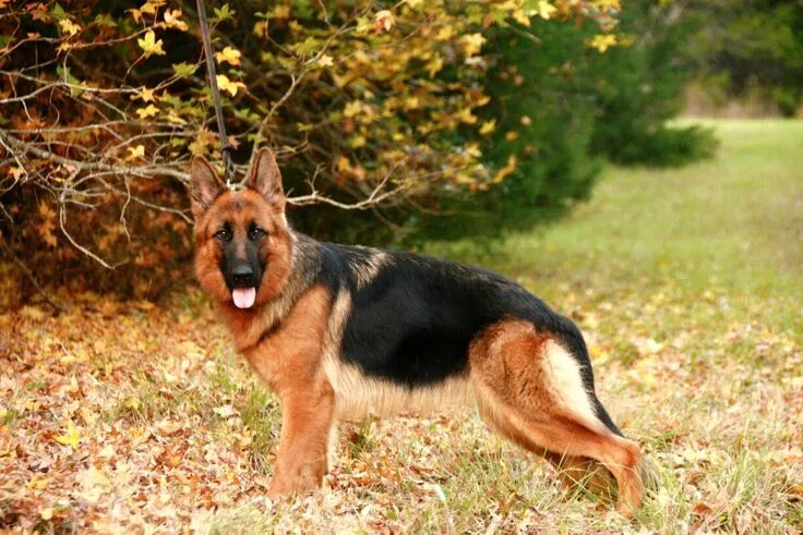 jarman safed dog German shepherd wallpaper, German shepherd training, German she