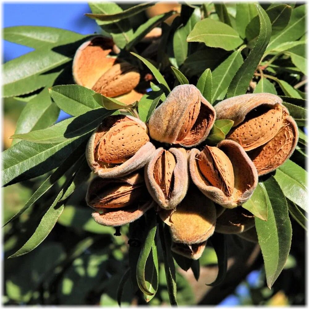 Ива миндальная саженец. Миндаль обыкновенный дерево. Миндаль дерево. Миндаль штамбовый. Миндаль трехлопастный луизеания.