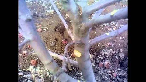 На груше много волчков