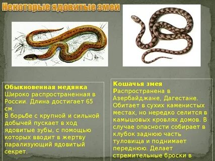 Фото укуса змеи медянка