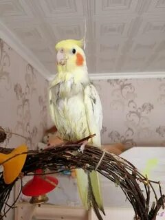 Корелла 1 месяц