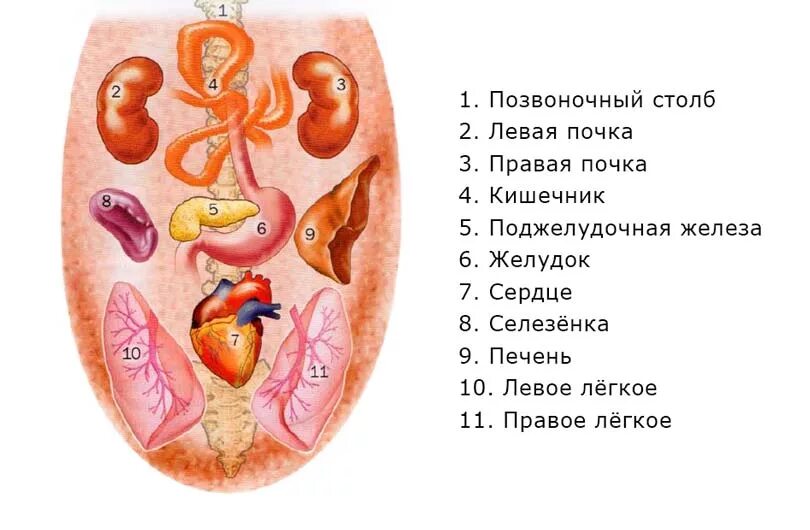 Как определить больной орган. Болезни органов по языку. Внутренние органы по языку. Зоны органов на языке человека. Диагностика органов по языку.