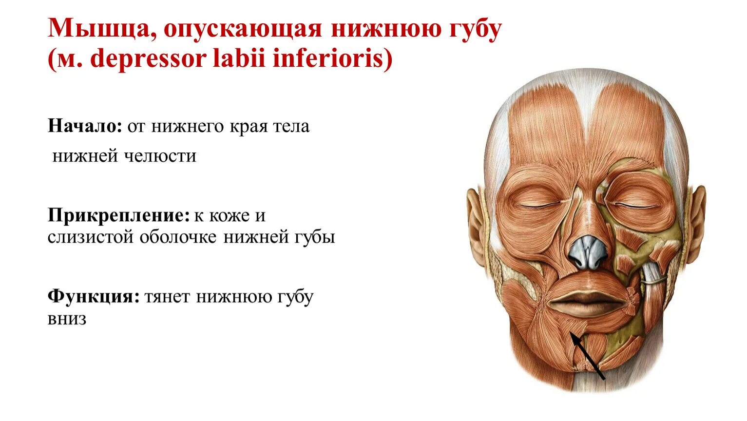 Губной латынь