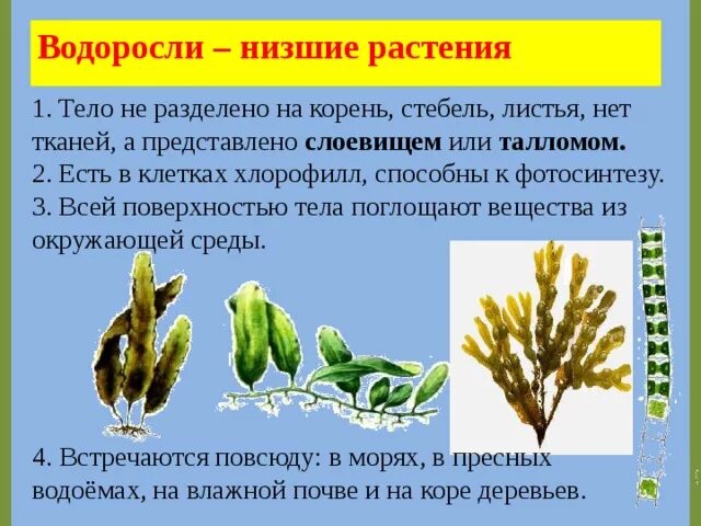 У низших растений водорослей тело. Тело водорослей представлено слоевищем. Водоросли являются растениями. Тело водорослей разделено на органы.