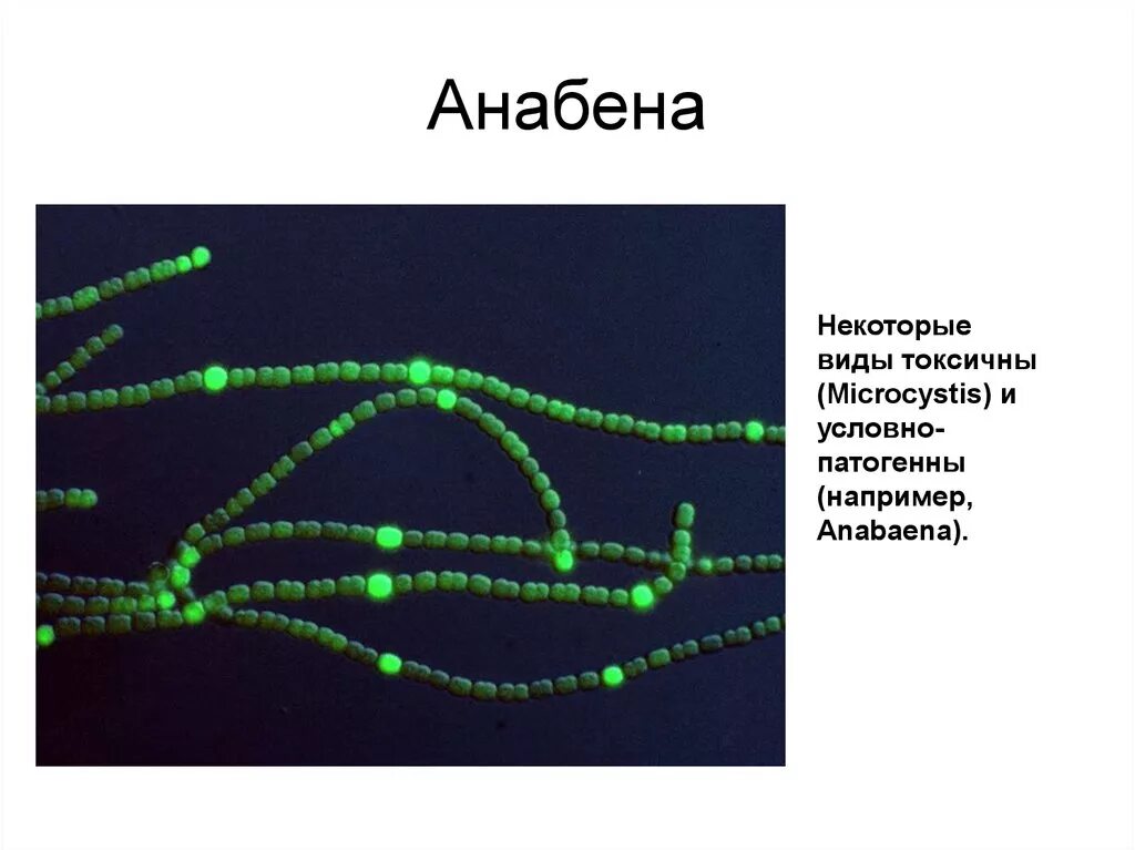 Анабена. Цианобактерии anabaena azollae. anabaena водоросль. anabaena строение. анабена систематика.