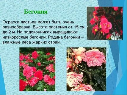 Откуда цветок бегония