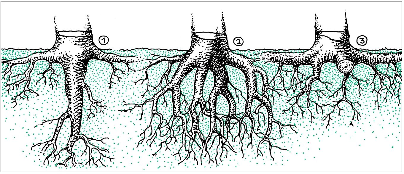 Надземные части корня. Хвойные с поверхностной корневой системой. Деревья с поверхностной корневой системой. Корневая система березы глубина.