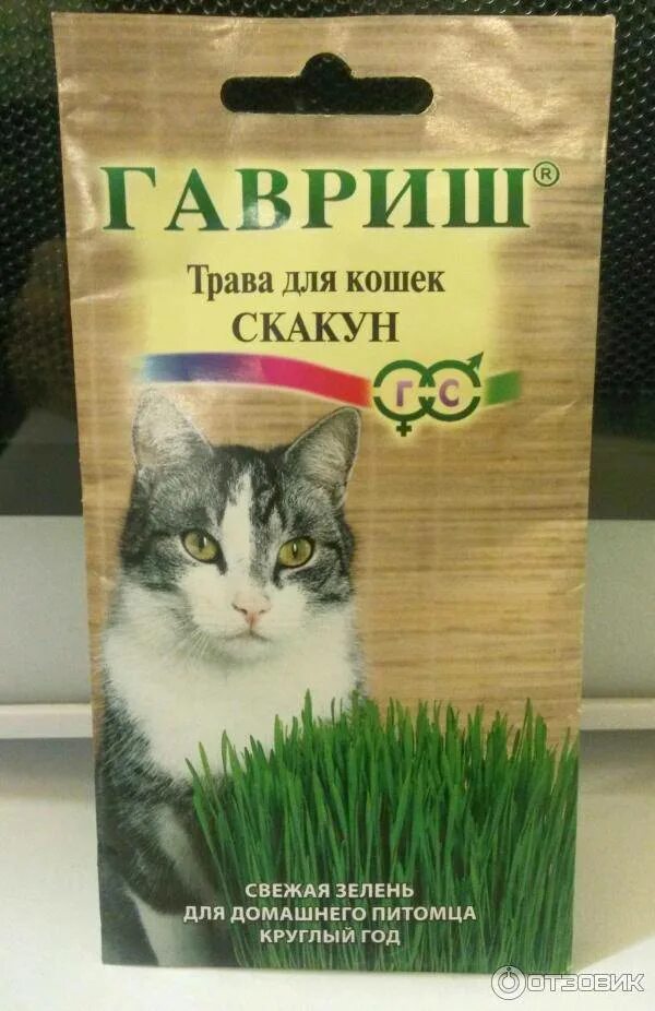 Зачем кошкам трава. Трава для кошек. Травка для кошек. Семена кошачьей травы. Травка для кошек семена.