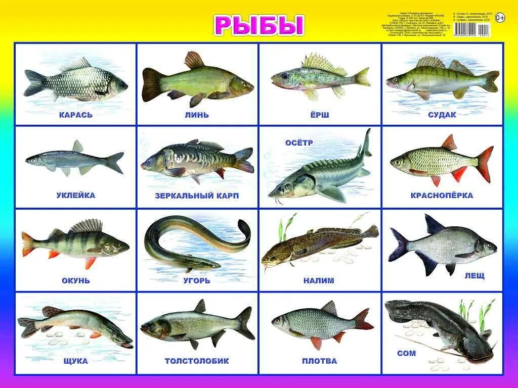 Название рыб. Речные рыбы названия. Морские и речные обитатели. Рыбы с названиями для детей. Русская рыба название