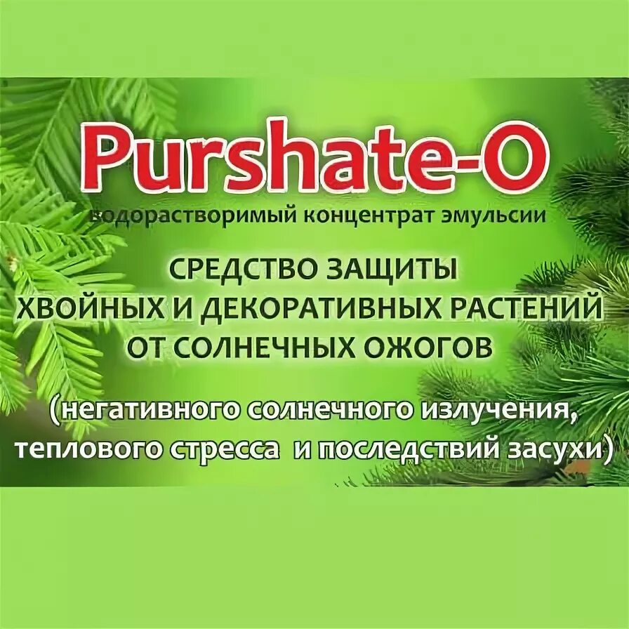 От ожогов хвойных. Средство от солнечных ожогов хвойных растений. Препарат для хвойных от солнечных ожогов. От ожогов на хвои. Защита хвойников от солнечных.