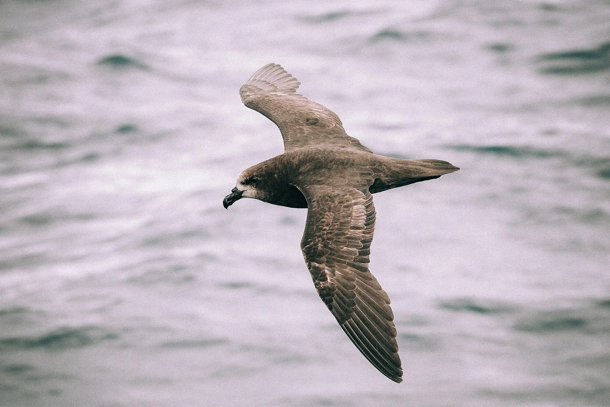 Буревестник сканворд. (ardenna grisea). Средиземноморский буревестник. Буревестник птица крым. Птицы черного моря буревестник.