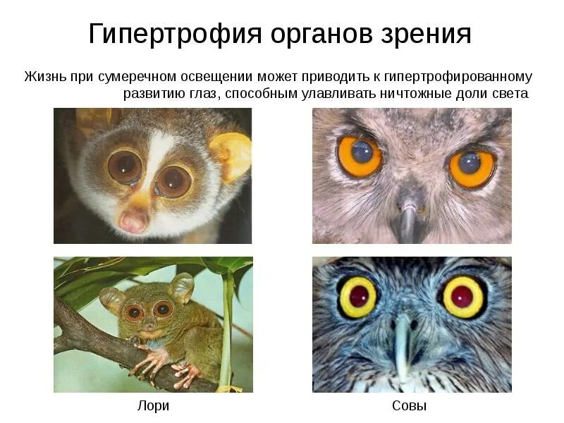 Сердце в разрезе. Незаразные болезни животных. Компенсаторная гипертрофия почки. Уиппет миостатин. Алкогольная кардиомиопатия макропрепарат.