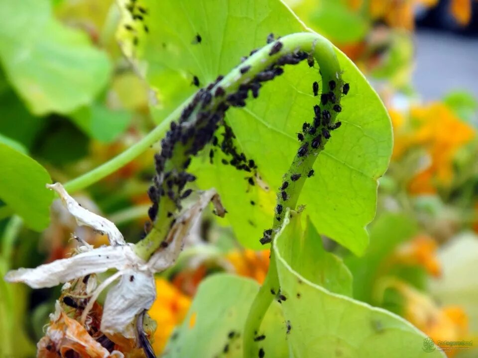 темно-бурая пятнистость (церкоспороз). розанный пилильщик на розах. повреждения растений животными. повреждения растений животными. повреждения растений животными.