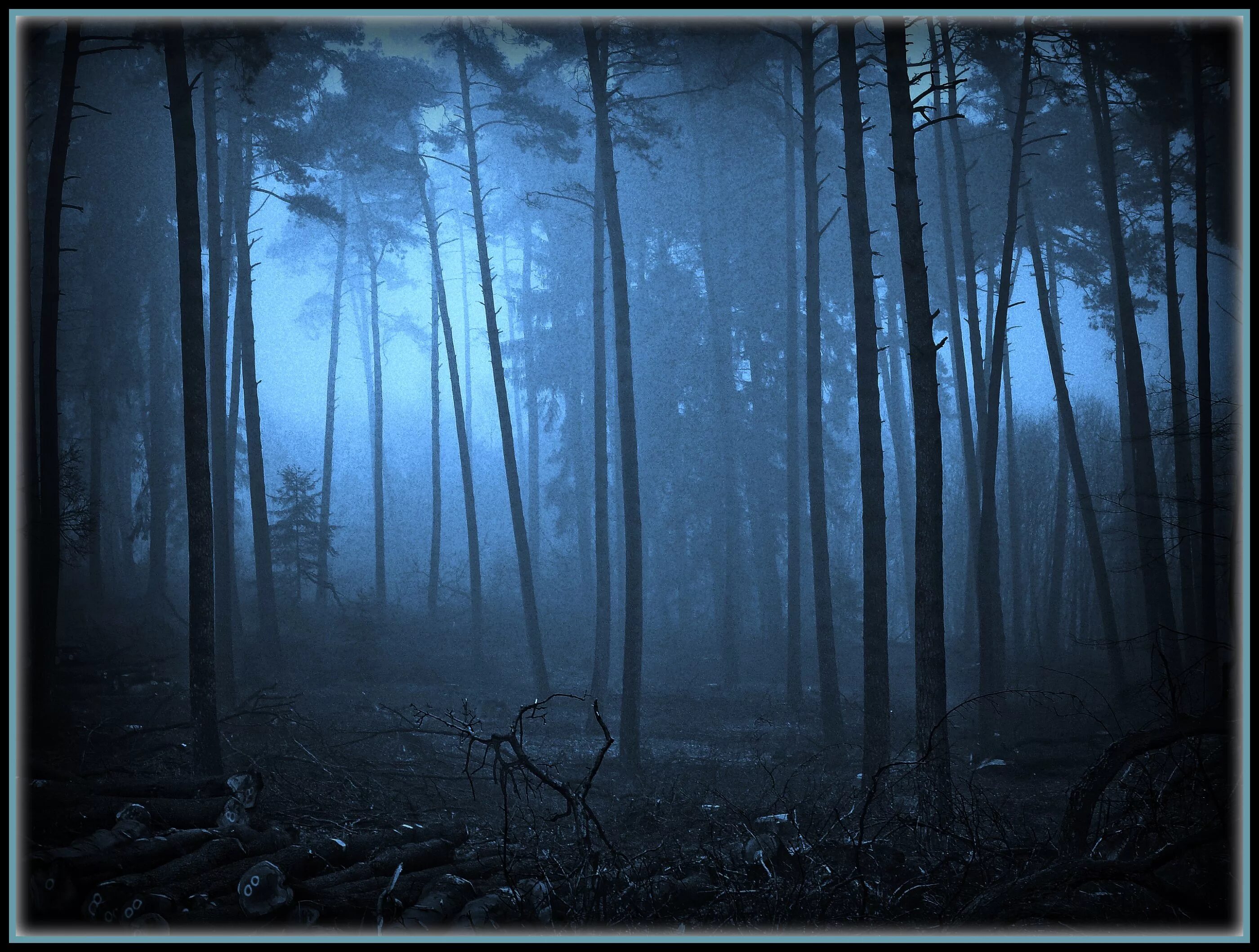 Темный лес. Лес ночью туман. Туманный лес. Мрачный лес. Лес ночью туман.