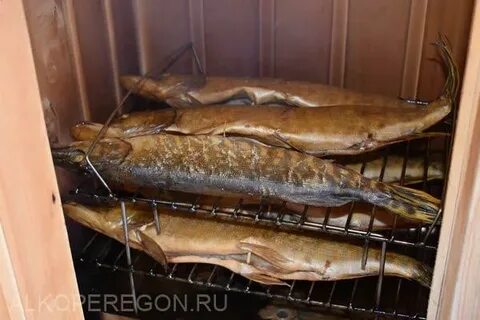 Горячее копчение рыбы щуки