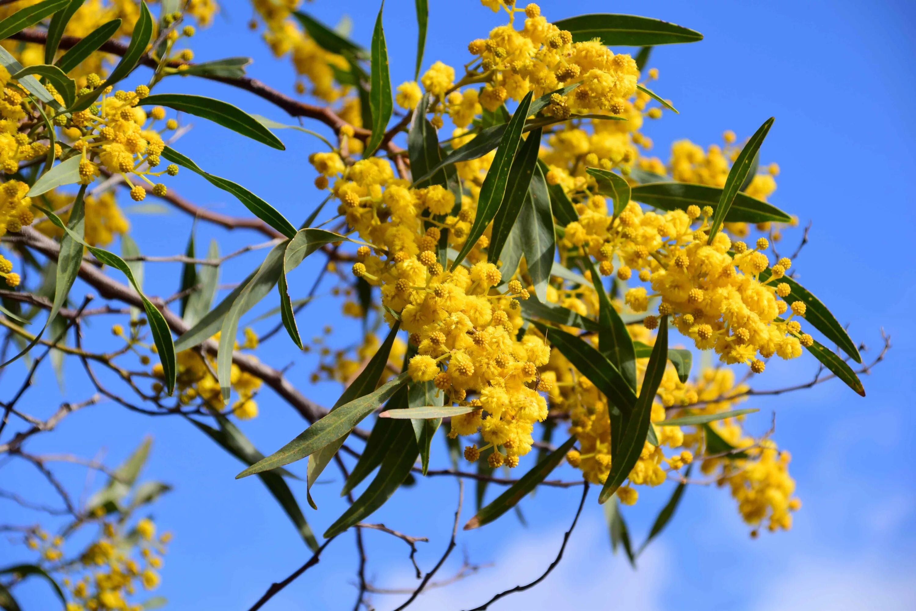 Как правильно называется мимоза. Мимоза Acacia dealbata. Акация серебристая Мимоза. Акация серебристая (Acacia dealbata). Акация серебристая в Крыму.