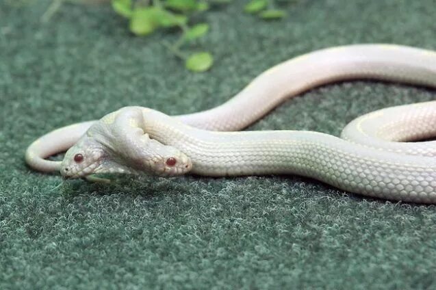 Двуглавая змея. Калифорнийская двухголовая Королевская змея. Калифорнийская Королевская змея альбинос. Королевская Кобра альбинос. Маисовый полоз альбинос.