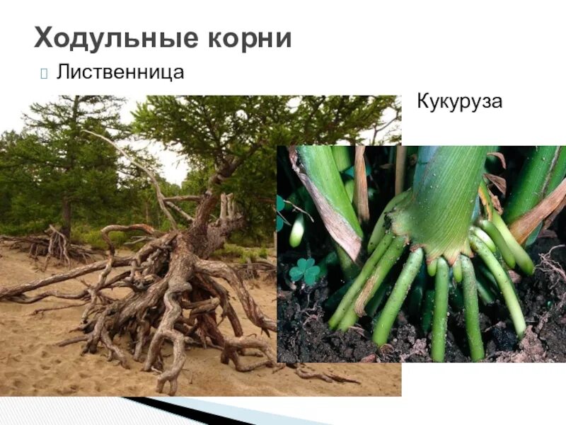 Панданус видоизменение корня. Маис ходульные корни. растения с ходульными корнями. видоизменения корня ходульные корни. ходульные корни подпорки.