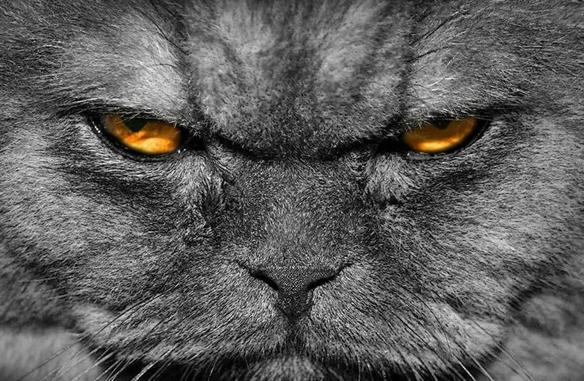 Злобный кот. Злой кот. Злая морда. Злобный взгляд. Вредное животное по характеру.