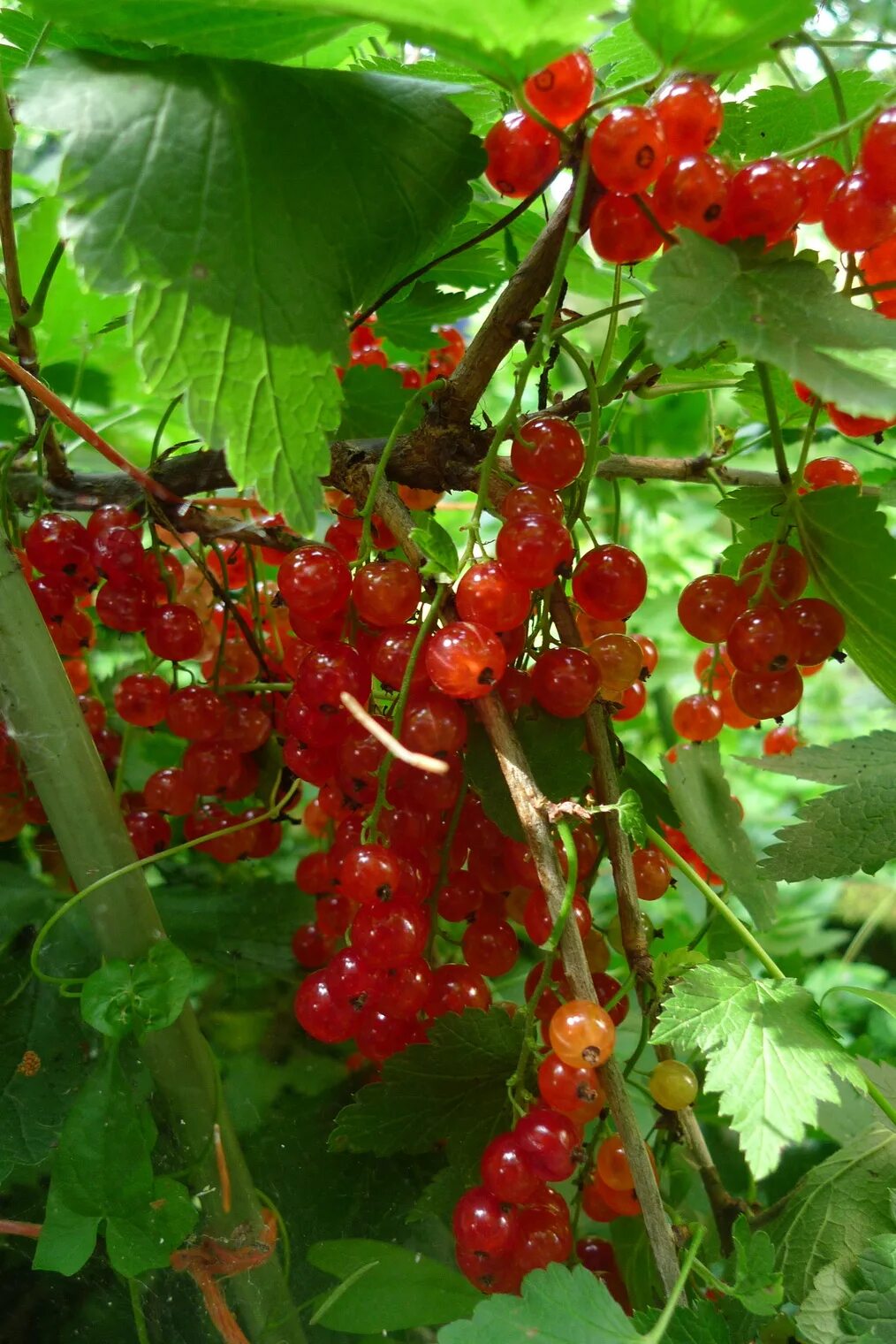 Какие сорта красной смородины. Смородина красная мармеладница. Смородина красная Йонкер Ventus. Смородина красная Газель.