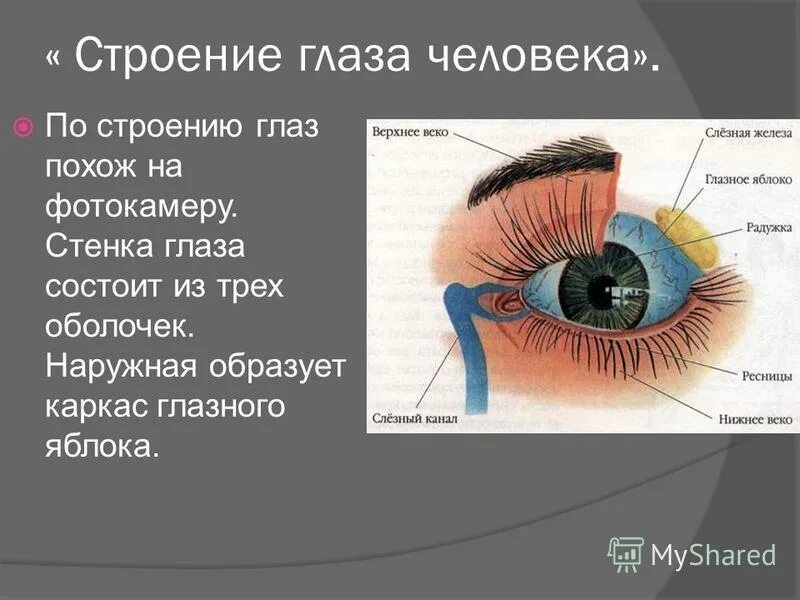 Строение глаза человека 8 класс