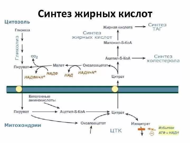 Окисление в биосинтезе. Синтез жирных кислот биохимия схема. Синтез жирных кислот из Глюкозы биохимия. Биосинтез жирных кислот биохимия схема. Биосинтез высших жирных кислот схема.