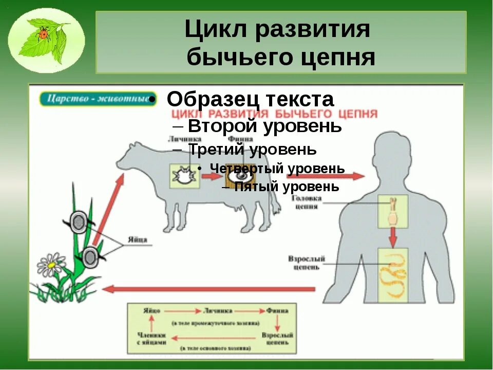 Стадии развития цепня. Цикл развития бычьего цепня. Цикл развития бычьего цепня биология. Бычий цепень цикл развития. Цикл развития ленточных червей на примере бычьего цепня.
