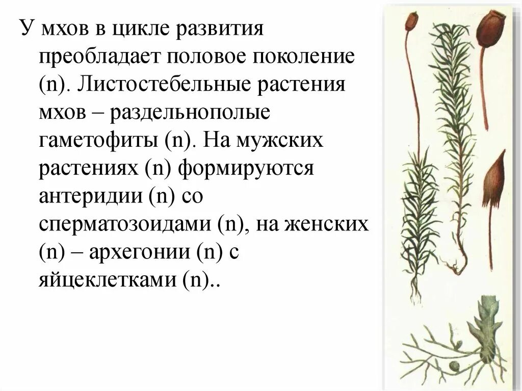 Размножение листостебельных мхов. Антеридий кукушкиного льна. Кукушкин лён мужской и женский гаметофит. Листостебельное растение мха.