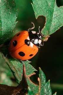 Без заголовка. Обсуждение на LiveInternet - Российский Сервис Онлайн-Дневников