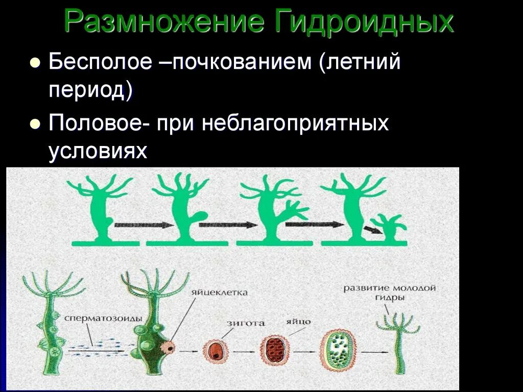 Пресноводная гидра размножается. Схема размножения гидроидных. Размножение гидры почкование. Размножение гидроидных почкование. Класс Гидроидные размножение.