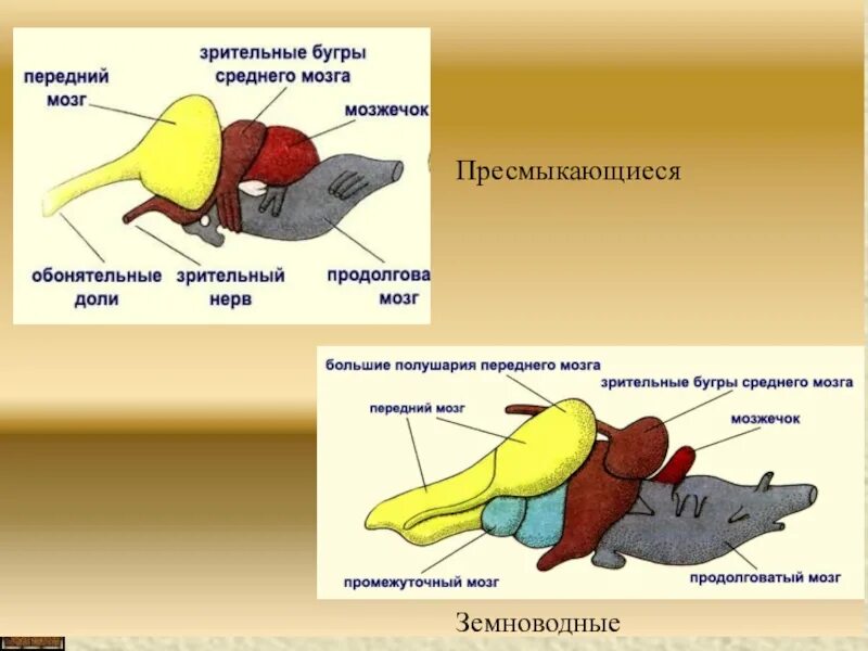 Шейный отдел пресмыкающихся состоит из. Внутренняя система пресмыкающихся. Строение рептилий. Пресмыкающиеся строение. Внутреннее строение пресмыкающихся.