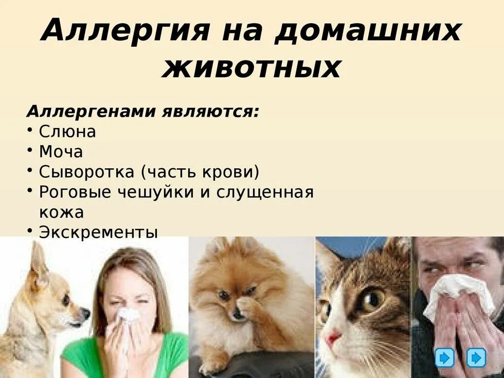 Пурина проплан от аллергии человека для кошек. Гипоаллергенные питомцы. Аллергия стерилизованных кошек. Purina pro plan live clear для кошек. Аллергия на шерсть животных.