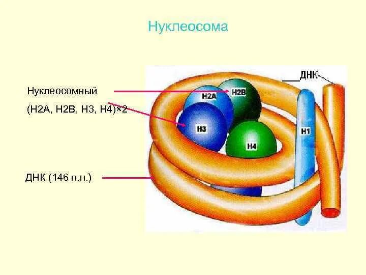 Нуклеосомы гистоны. Строение нуклеосомы. нуклеосомное строение хромосомы. схема строения нуклеосомы. нуклеосома картинка.
