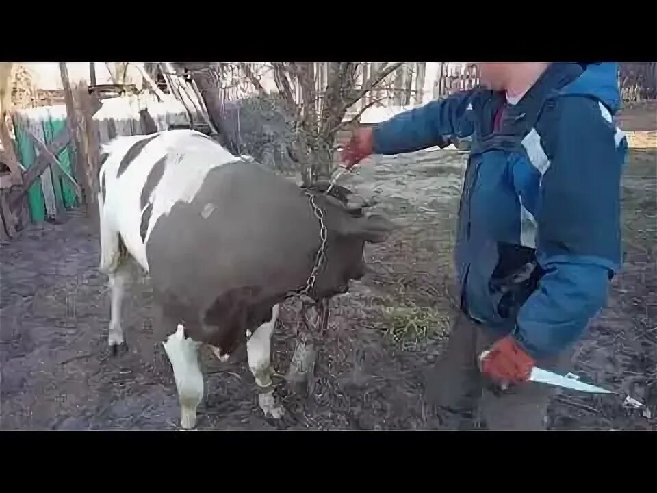 Разрезанная корова. Забой крупного рогатого скота. Корову разрезало под куполом. Хомут для коров. Разрезанная корова.