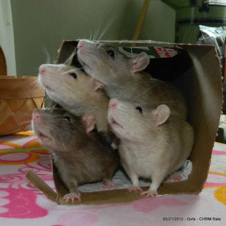 Четыре крысы. Шесть крыс. Крысы несколько. Четверо крыс. Четыре крысы.