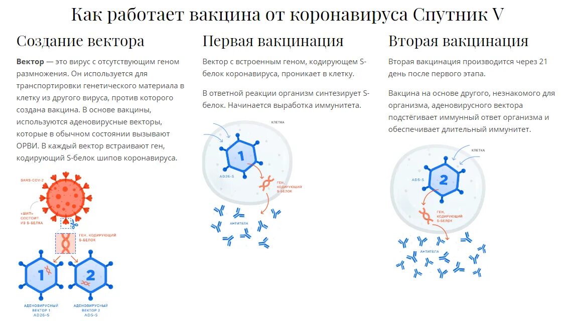 Вакцины от коронавируса условия. Схема действия вакцины Спутник v. Строение вакцины Спутник. Вакцины от вируса разработка. Разработка вакцины от коронавируса в России.