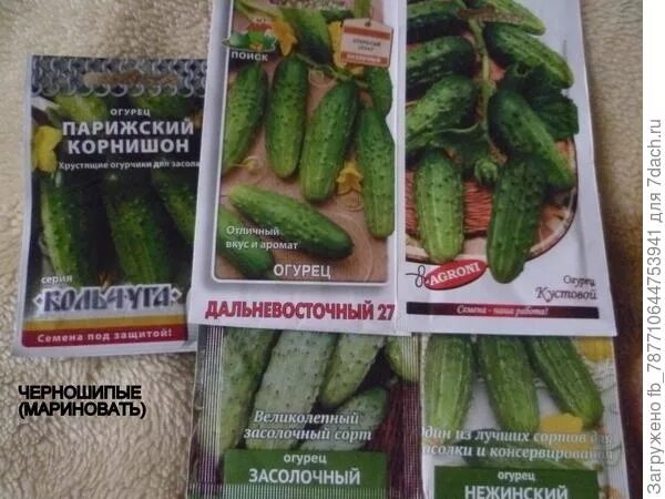 Черношипые сорта огурцов. Черношипые сорта огурцов