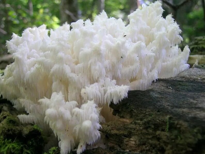 Гребешки водоросли. Ежовик коралловидный. Древесные грибы кораллы. Ежовик коралловидный съедобные грибы. Грибы ледяной гриб тремелла.