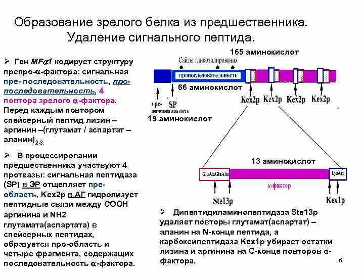 Механизм действия пептидных биорегуляторов. Схема синтеза белково-пептидных гормонов. Ген пептид. Ген пептид. Пептидные факторы роста.