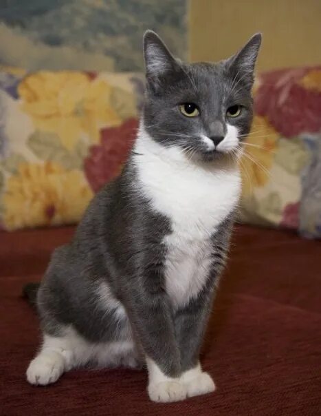 Серый с белым пятном. Серо белая кошка. Сибирская дымчатая короткошерстная биколор. Сибирская дымчатая короткошерстная кошка порода. Голубой биколор европейская короткошерстная.