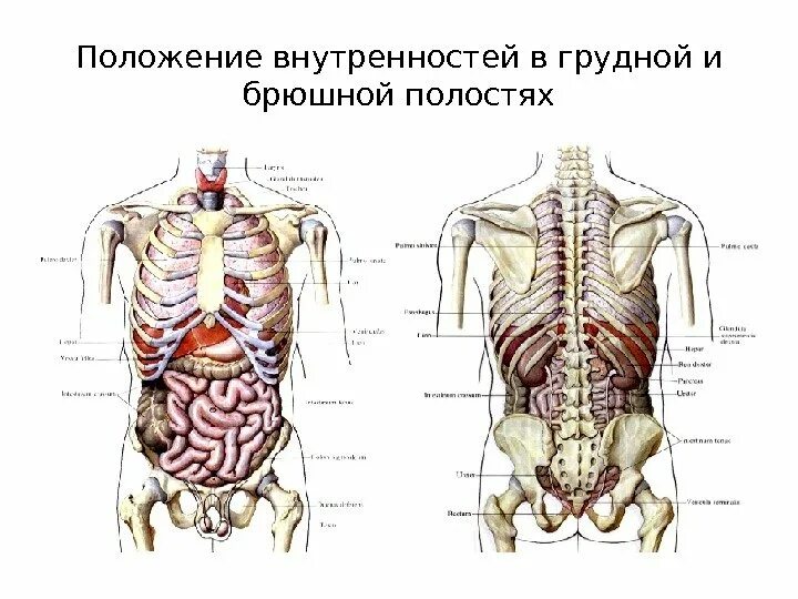 Какие органы в брюшной полости человека. Строение внутренних органов сбоку.