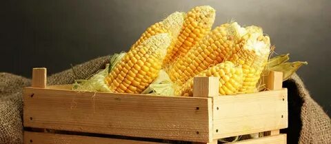 Как хранить свежую кукурузу