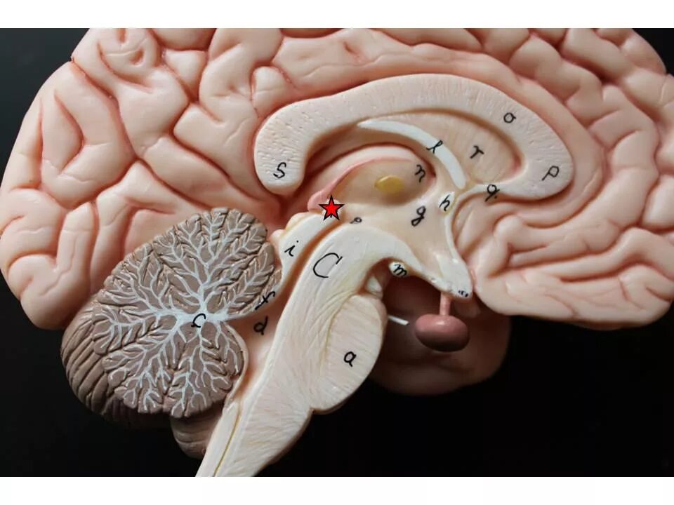 Железа мозга 7. Шишковидная железа (эпифиз). Шишковидная железа (шишковидное тело). Эпифиз мозга анатомия. Эпифиз мозга шишковидное тело.
