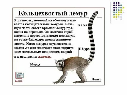 Лемур перевод с латинского