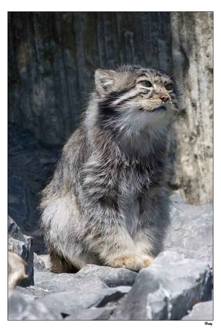 Манул кошачий. Камышовый кот манул. манул котята. рысь и манул. манул рысь и камышовый кот.