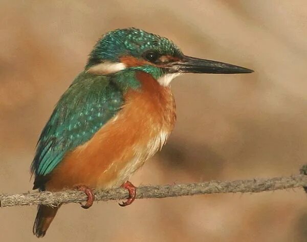 синеголовый удод. синеголовый удод. голубой кузен удода 9 букв сканворд. хохлатая пичуга. голубой кузен удода 9 букв сканворд.
