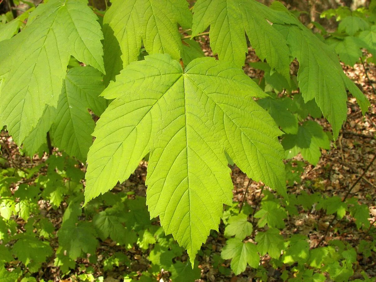 Как называется лист клена. Клен явор – acer pseudoplatanus l.. клен ложноплатановый лист. клен ясенелистный лист. клён ясенелистный канадский.