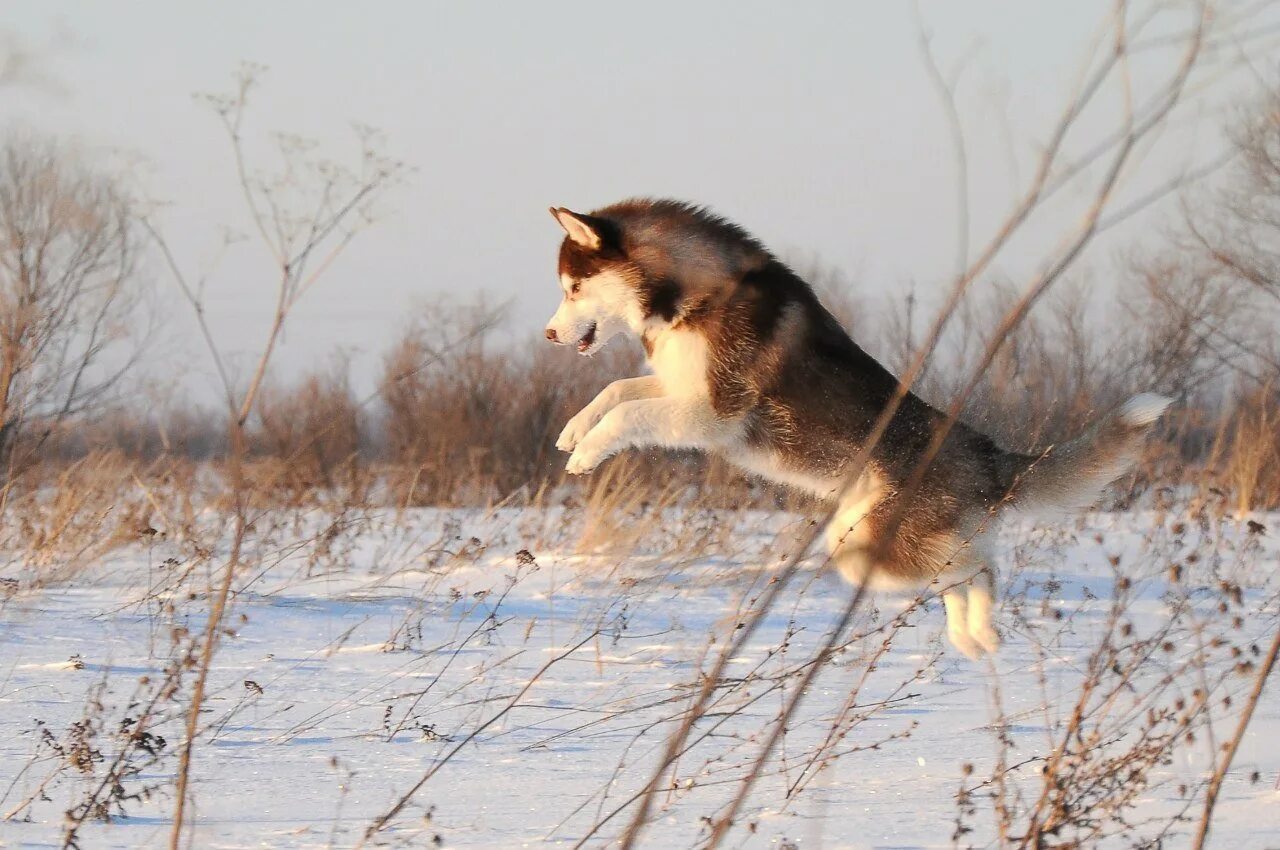 Хаски охотничья. Ездовые собаки маламут. Порода собак помски. Лайка собака. Сибирская хаски охотничья.