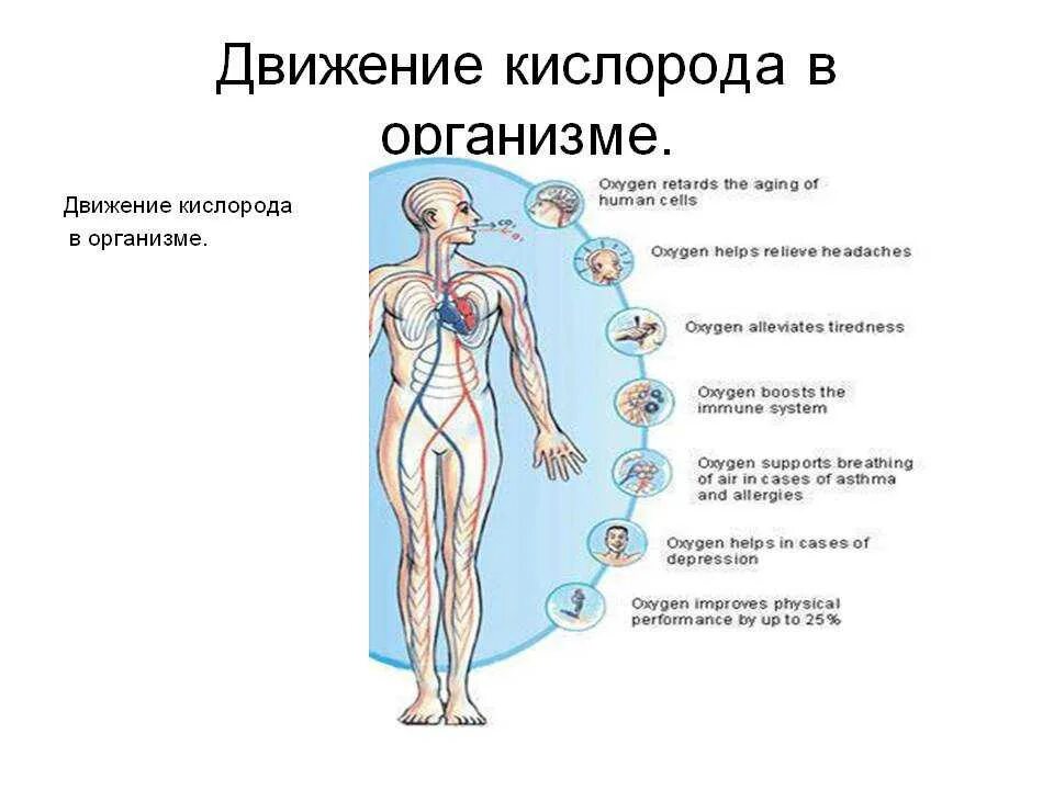 Схема путь кислорода в организме. Кислород в организме. Движение кислорода в организме человека. Кислород в теле человека. Поступление кислорода в воду