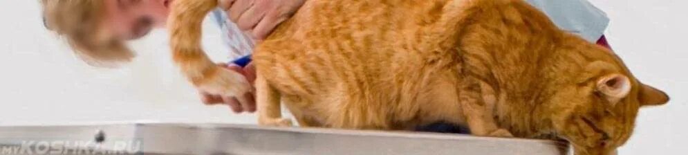 Кошачья рвота с гельминтами. Почему кошка рвет едой